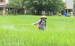 Quỳnh Phụ: 11.000 ha lúa xuân được phun trừ sâu cuốn lá và các đối tượng sâu bệnh hại khác