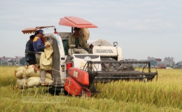 Quỳnh Phụ: Phấn đấu gieo cấy 11.200ha lúa vụ mùa năm 2021