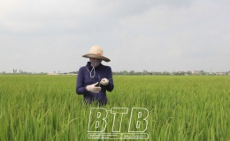 Quỳnh Phụ: Phát động phun thuốc phòng trừ sâu đục thân, sâu cuốn lá nhỏ từ 15 – 17/5