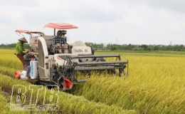 Quỳnh Phụ: Tập trung thu hoạch lúa xuân sớm