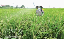 Thái Thụy: Tập trung phòng, trừ rầy cuối vụ