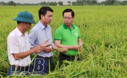ThaiBinh Seed đánh giá chất lượng giống lúa