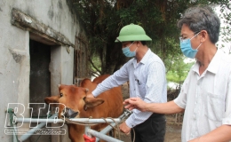 Tiêm phòng vắc xin - biện pháp ngăn chặn dịch viêm da nổi cục