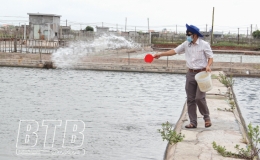 Tiền Hải: Tập trung xử lý bệnh đốm trắng trên tôm
