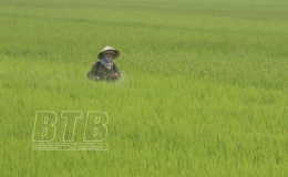 Tiền Hải: Tích cực chăm sóc lúa xuân