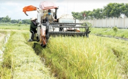 Vũ Thư: Khẩn trương thu hoạch lúa xuân trà sớm