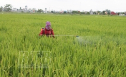 Vũ Thư: Nông dân phòng trừ sâu bệnh bảo vệ lúa xuân cuối vụ