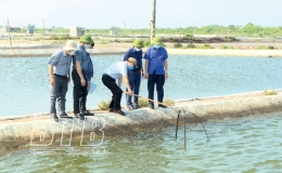 Xuất hiện bệnh đốm trắng trên tôm