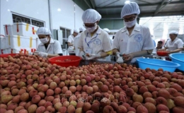 Xuất khẩu nông, lâm, thủy sản Việt Nam tăng 30,3% trong 5 tháng năm 2021