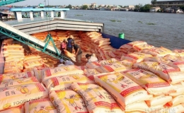 Hơn 1 tỷ USD xuất khẩu gạo