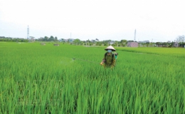 Kiểm soát tốt sâu bệnh hại để vụ lúa xuân giành thắng lợi