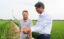 Lão nông “ôm” ruộng làm giàu