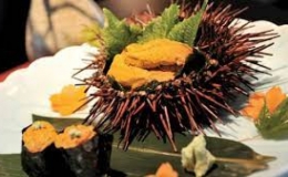 Lý do nhum biển không hiếm nhưng lại đắt
