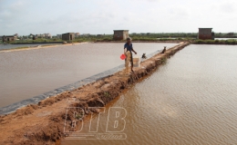 Nam Cường: 34,7ha diện tích nuôi tôm bị bệnh đốm trắng