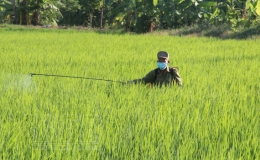 Phòng bệnh đạo ôn cổ bông cho diện tích lúa trỗ bông sau ngày 5/5