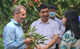 Quả vải thiều Hải Dương vươn xa