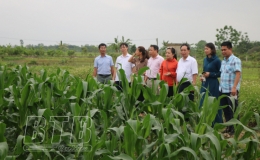 Tập huấn kỹ thuật chuyển đổi đất trồng lúa sang trồng các loại cây có giá trị kinh tế