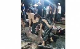 Tây Đô: Hỗ trợ giải cứu lợn do sét đánh