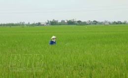 Thành phố: Phun thuốc phòng bệnh đạo ôn cổ bông bảo vệ sản xuất lúa xuân