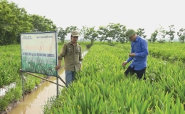 Thu tiền tỷ từ trồng cây dược liệu