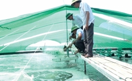 Tiền Hải: Tập trung xuống giống tôm vụ xuân hè