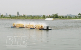 Vũ Thư: Chuyển đổi 225ha đất trồng lúa hiệu quả thấp sang nuôi thủy sản trong ao bán nổi kết hợp với trồng lúa