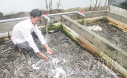 Anh Thọ nuôi lươn không bùn