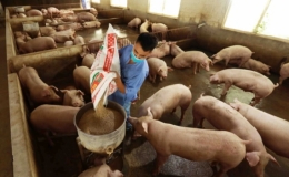 Giá lợn hơi dự báo sắp tăng trở lại