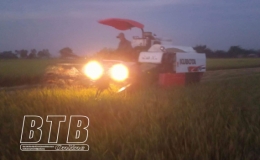 Hưng Hà: Đội nắng, xuyên đêm khẩn trương thu hoạch lúa xuân