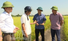 Kiến Xương: Năng suất lúa vụ xuân năm 2023 ước đạt trên 71 tạ/ha