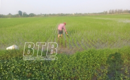 Kiến Xương: Xây dựng sản phẩm đặc thù gạo rươi Hồng Tiến