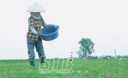 Nông dân đổi đời nhờ cây dược liệu