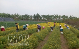 Quỳnh Phụ: Nâng tầm giá trị sản phẩm OCOP