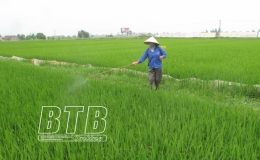 Thái Thụy: Phòng trừ sâu bệnh cho hơn 10.000ha lúa xuân