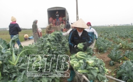 “Trợ sức” cho các hợp tác xã phát triển
