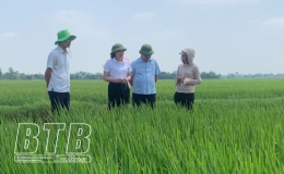 Vũ Thư đã phun thuốc phòng trừ sâu cuốn lá nhỏ cho gần 4.700 ha lúa