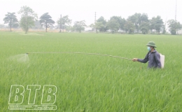 Vũ Thư: Phòng trừ sâu cuốn lá nhỏ từ ngày 4 - 7/5