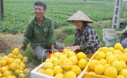 Vũ Thư: Thêm vụ hè, thêm thu nhập