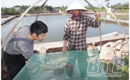 Tiền Hải, Thái Thụy: 33.267 mét vuông diện tích nuôi tôm bị bệnh đốm trắng