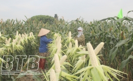 Giống ngô nếp TBM135 “được lòng” nông dân