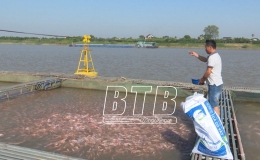 Hiệu quả nuôi cá lồng trên sông