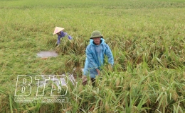 Khắc phục ảnh hưởng của mưa với lúa