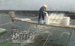 Khống chế bệnh đốm trắng trên tôm