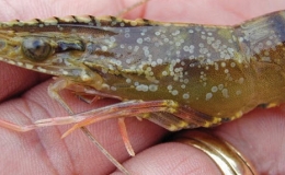 Một số lưu ý khi tôm nuôi bị bệnh đốm trắng