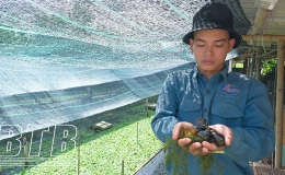 Nông dân Thái Thụy: Thi đua sản xuất, kinh doanh