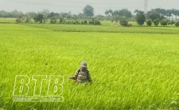 Quỳnh Phụ: Từ ngày 5-7/5 phun trừ sâu cuốn lá nhỏ đợt 2