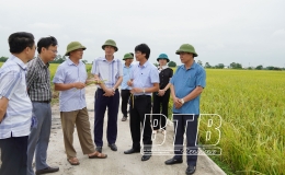 Thái Thụy: Năng suất lúa vụ xuân năm 2024 ước đạt trên 70 tạ/ha
