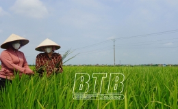 Thái Thụy: Tập trung phòng, trừ sâu bệnh hại lúa vụ xuân