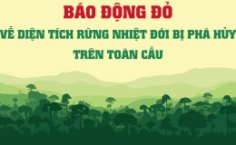 Báo động đỏ về diện tích rừng nhiệt đới bị phá hủy trên toàn cầu