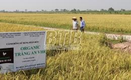 Bình Định: Phát triển nông nghiệp sạch, xây dựng thương hiệu gạo hữu cơ